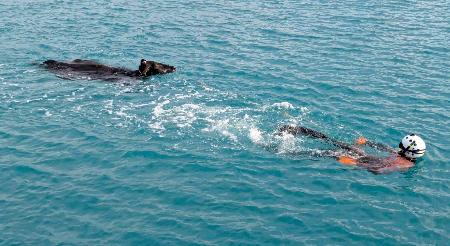 泳ぐ牛救助、海保の潜水士 沖縄・宮古島 | 全国のニュース | 福井新聞ONLINE