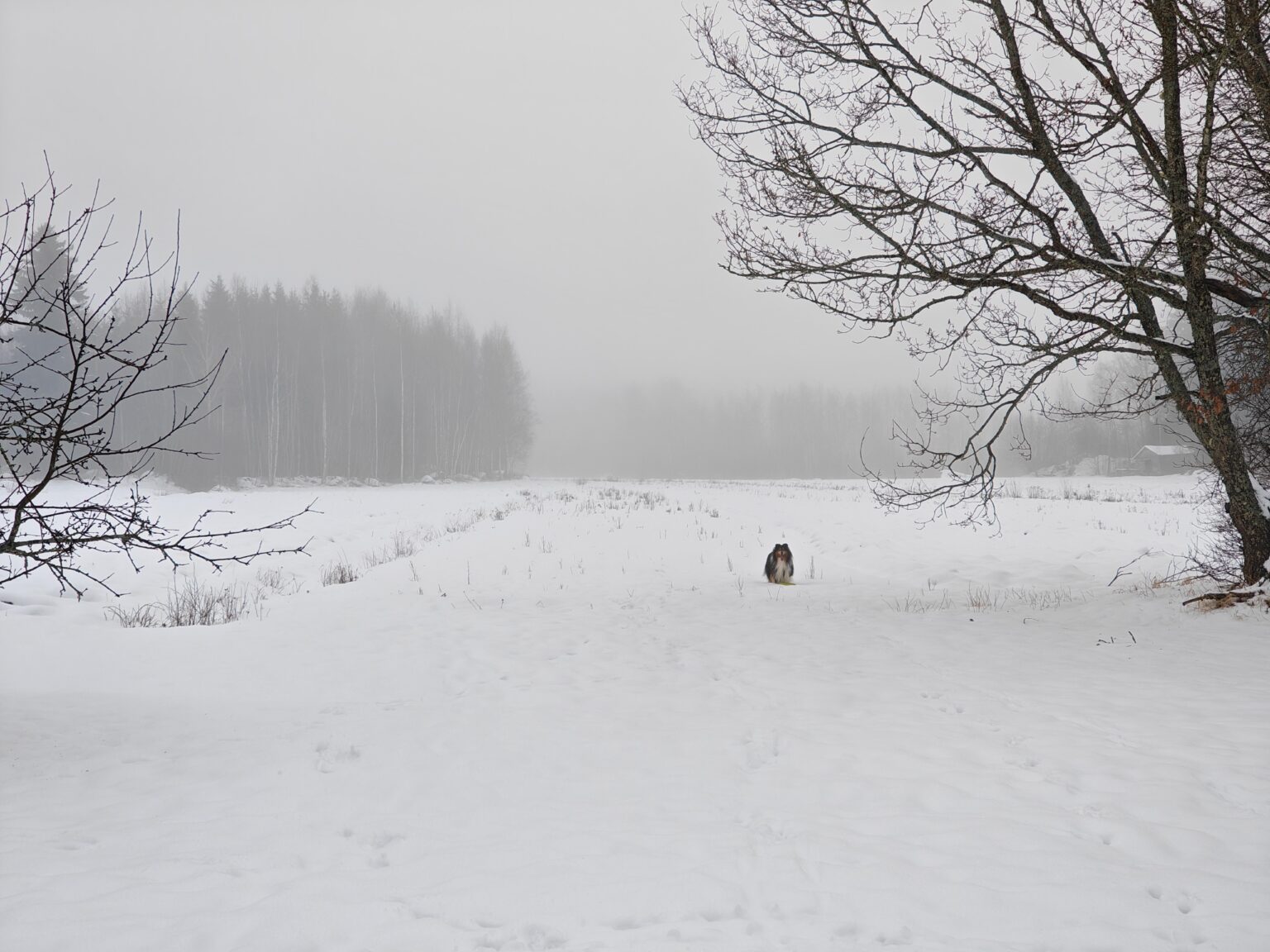 フィンランドの晩冬