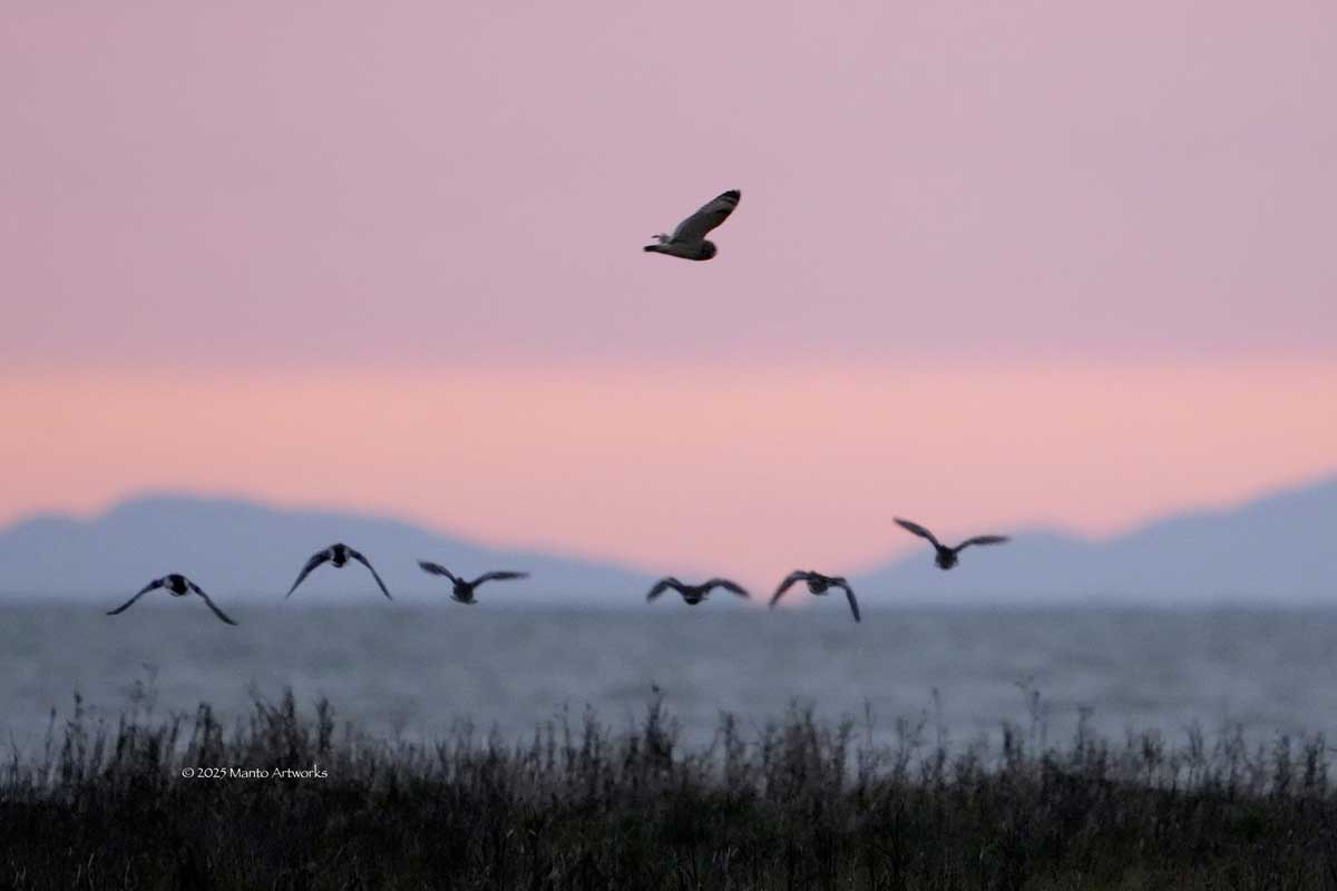 「Snow Geese & Short-Eared Owl - "Peace, Love, and Passion"」By Manto Artworks