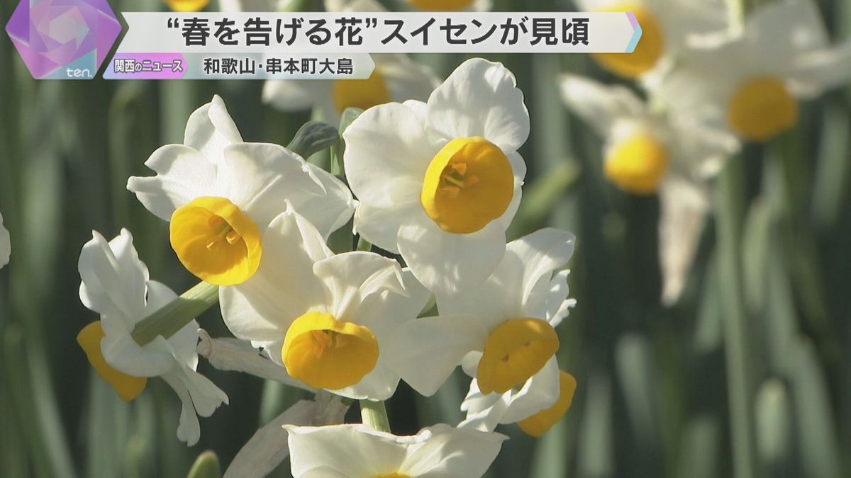“春を告げる花”スイセン見ごろ　美しい白い花優しい香りが訪れた人楽しませる　和歌山県・串本町大島