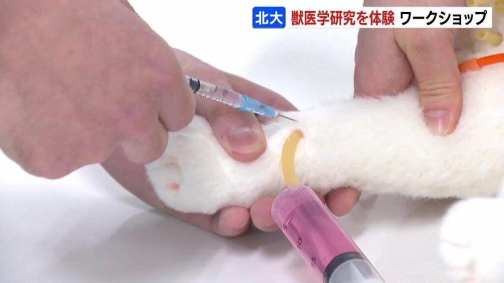 中学生が北海道大学で獣医学の研究体験 実習施設を見学、模型やタブレットなどを使って動物の骨格やからだの構造を観察