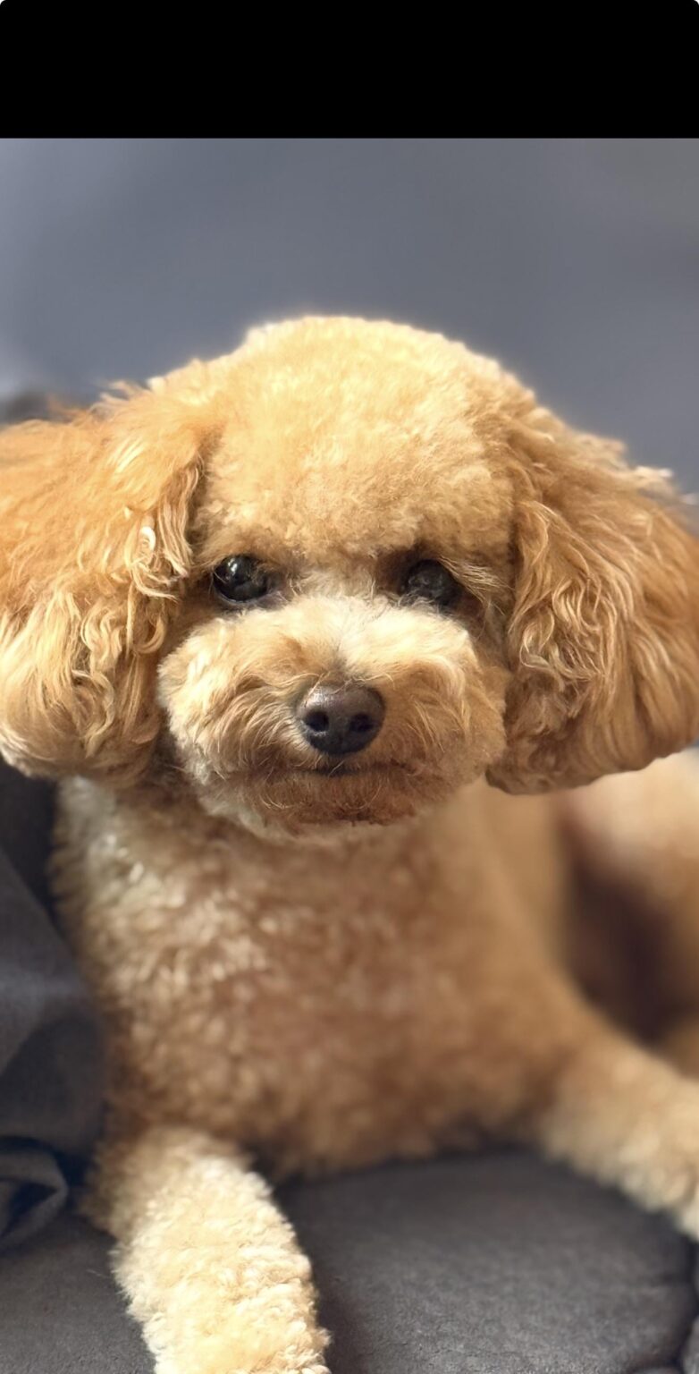 安定したフルタイムの飼い主が見つかるまで、一番かわいい2歳半の小さなプードルの世話を誰がするだろうが、皆さんのほとんどはそんなことはないだろうと言うだろう。このかわい子ちゃんはキャンプで私と一緒に泊まることができないので、彼女のために一時的に素敵な家族を探しています。