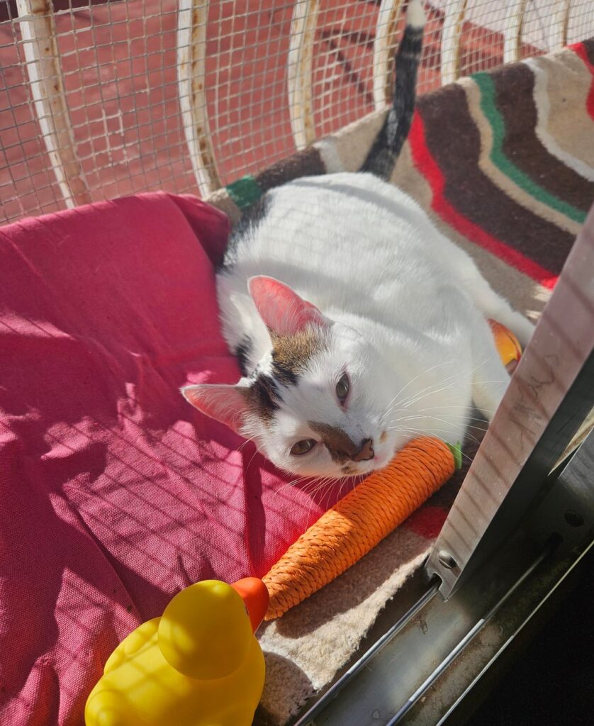 猫のことで助けが必要です