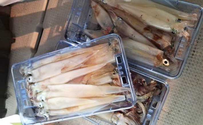 【沖のルアー釣果速報】ヤリイカ半夜便で船中トップ30匹も!三重沖イカメタルが好調(三重) | TSURINEWS 【沖のルアー釣果速報】ヤリイカ半夜便で船中トップ30匹も!三重沖イカメタルが好調(三重)