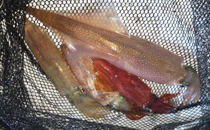 【沖のルアー釣果速報】ヤリイカ半夜便で船中トップ30匹も！三重沖イカメタルが好調（三重）