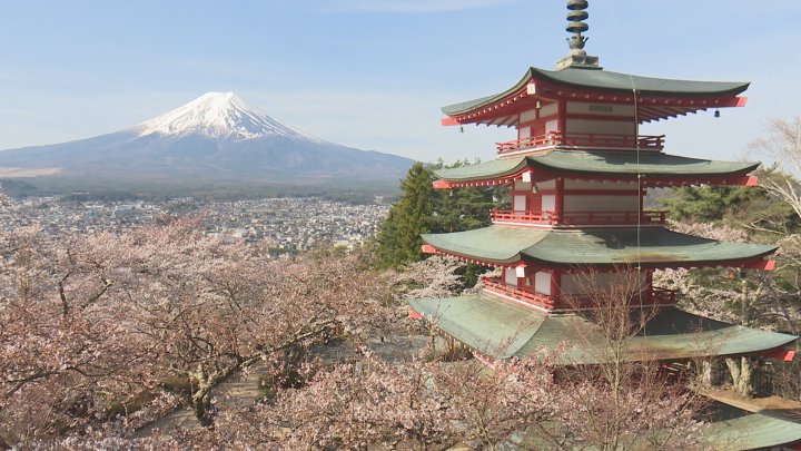 桜まつりの中止を決定　庭先での排泄行為など背景にオーバーツーリズム　コロナ禍のあと外国からの来場者が急増　山梨・富士吉田市 新倉山浅間公園（UTYテレビ山梨） - Yahoo!ニュース
