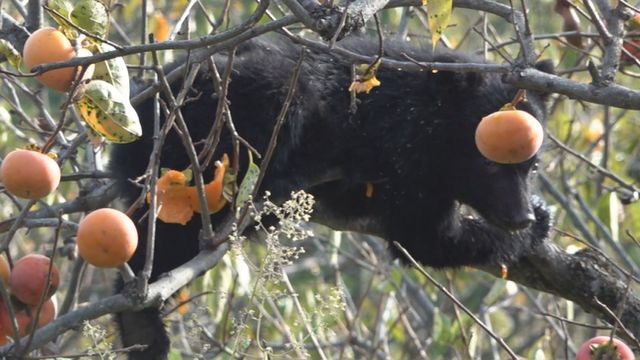 クマの「緊急銃猟」県が暫定マニュアル公開 市町村に“地域版”の”策定促す 山梨（YBS山梨放送） - Yahoo!ニュース