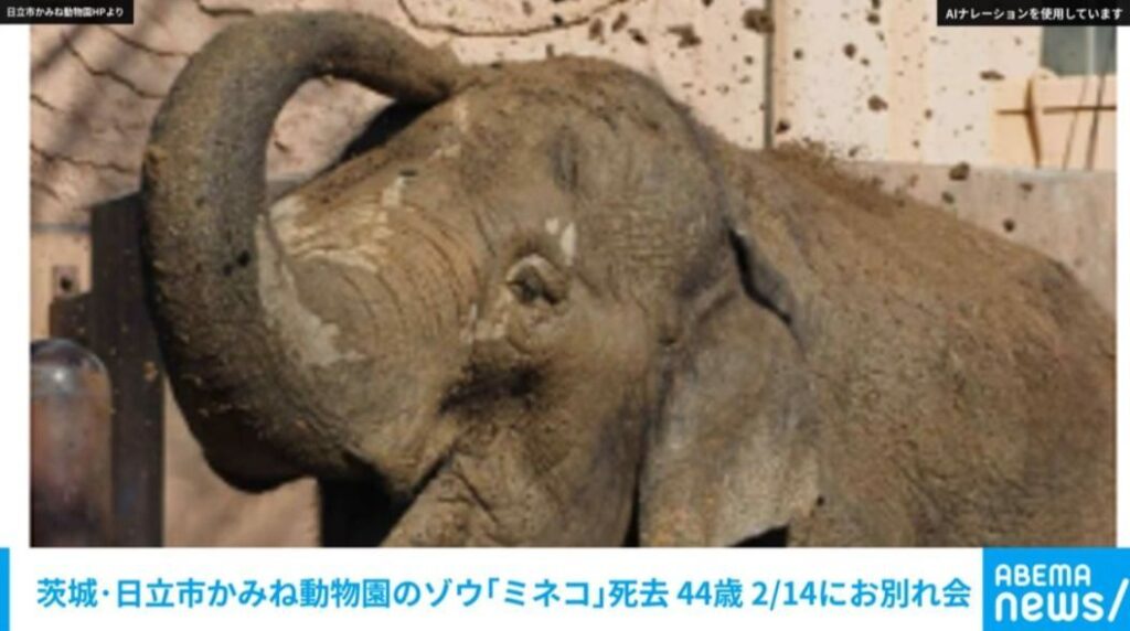 茨城・日立市かみね動物園のゾウ「ミネコ」死去 44歳 2/14にお別れ会（ABEMA TIMES） - Yahoo!ニュース