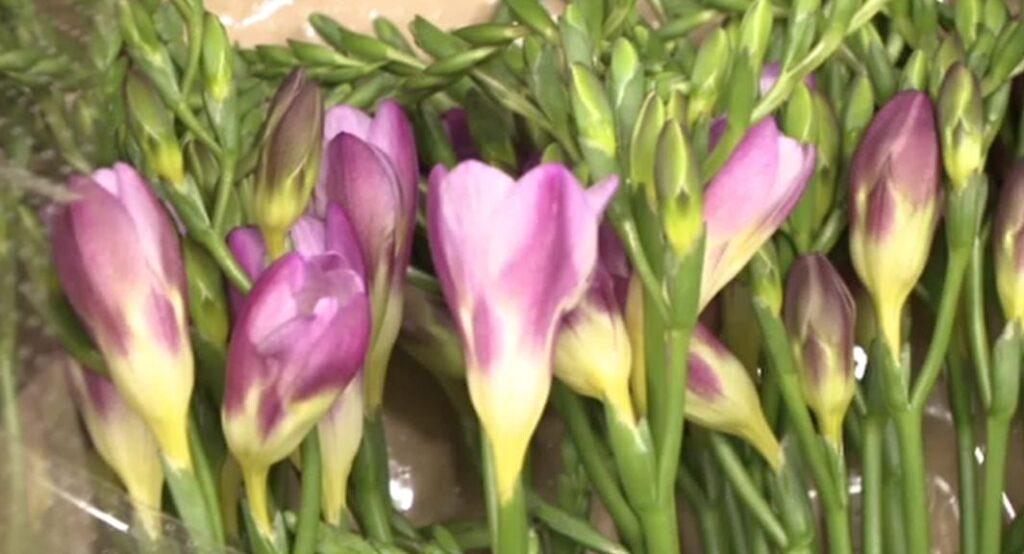 旅立ちを祝う花「エアリーフローラ」卒業シーズンへ出荷始まる 石川県開発から14年、色とりどり13品種の花々咲き競う（MRO北陸放送） - Yahoo!ニュース