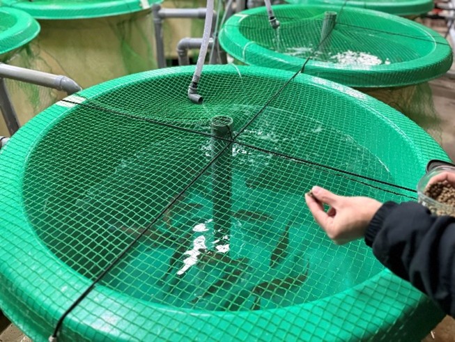 昆虫を10％配合したマダイ用のエサで水槽試験を開始 | プレスリリース | 愛媛大学