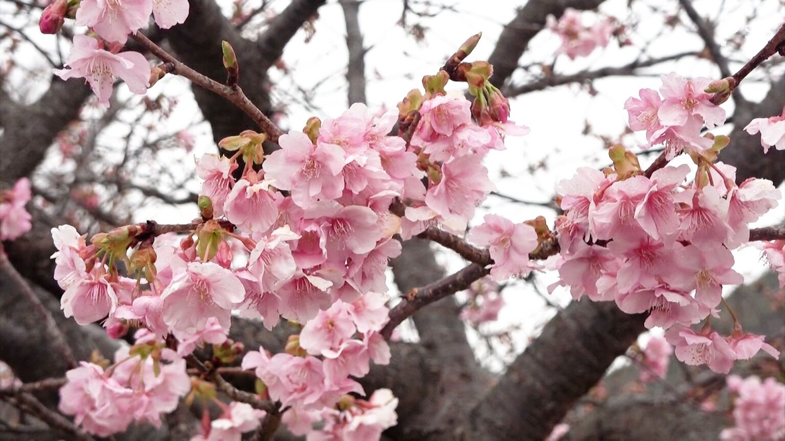 いよいよ開幕「河津桜まつり」今年は順調に開花 見頃は2月中旬に迎える見込み=静岡・河津町（静岡放送（SBS）） - Yahoo!ニュース