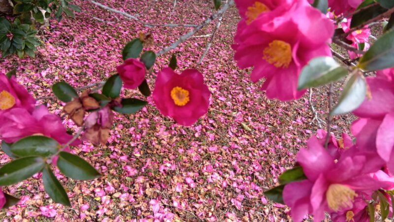 長崎県忠霊塔敬事会 ／令和8年 長崎県忠霊塔の椿が見頃を迎えました - 無料プレスリリース「PR-FREE」