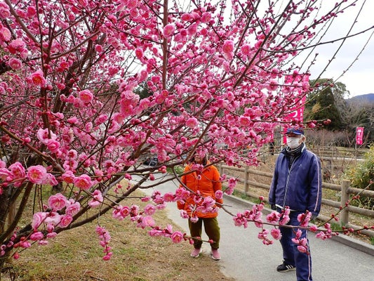 梅まつりが始まった広田梅林ふれあい公園の紅梅（兵庫県南あわじ市で）