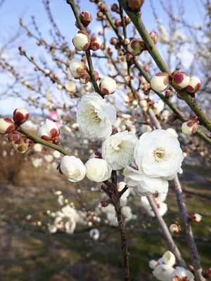 咲き始めた白梅