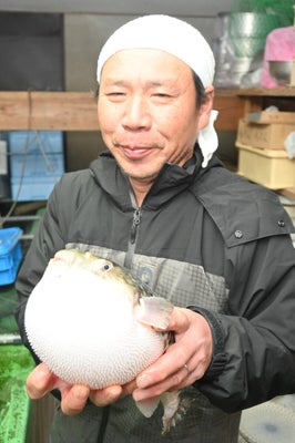 山本さんが１年半以上かけて養殖する「若狭ふぐ」（福井県高浜町で）
