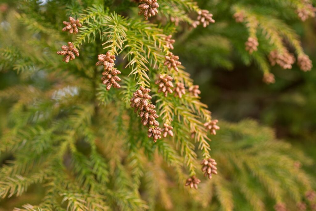 花粉症でも旅行を楽しめる!スギの少ない「避粉地」北海道・沖縄が人気。新千歳空港の混雑情報も解説 | 旅とおでかけ 鉄道チャンネル 花粉症でも旅行を楽しめる!スギの少ない「避粉地」北海道・沖縄が人気。新千歳空港の混雑情報も解説 | 旅とおでかけ 鉄道チャンネル