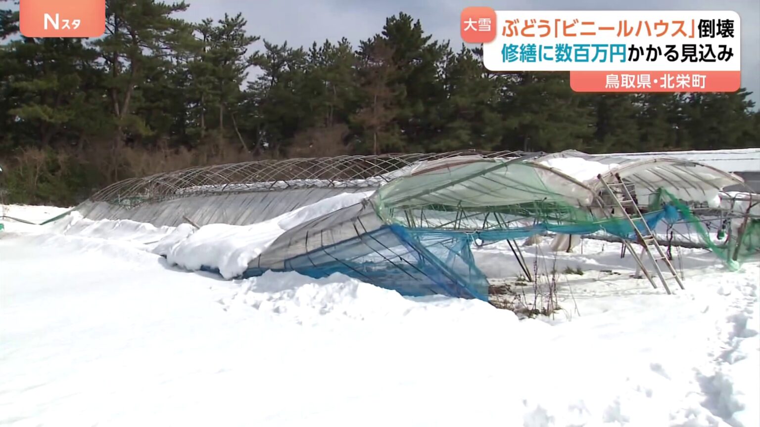 ぶどう「ビニールハウス」大雪で倒壊　修繕に数百万円かかる見込み　鳥取・北栄町　「幸田ぶどう園」（TBS NEWS DIG Powered by JNN）