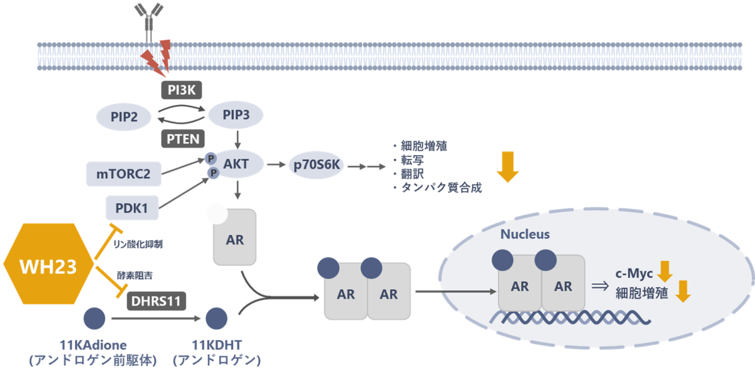 難治性乳がんの治療を目指す新たな候補化合物を創出 | 研究・採択情報 | 岐阜大学 概要図