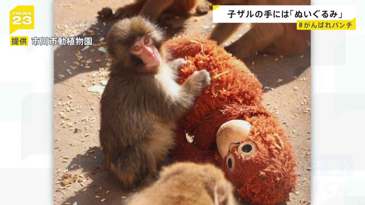 “ぬいぐるみがお母さん”の子ザル、パンチ君がSNSで話題「#がんばれパンチ」来園者倍増 母ザルが育児放棄で 千葉県・市川市動植物園(TBS NEWS DIG Powered by JNN) “ぬいぐるみがお母さん”の子ザル、パンチ君がSNSで話題「#がんばれパンチ」来園者倍増 母ザルが育児放棄で 千葉県・市川市動植物園(TBS NEWS DIG Powered by JNN)