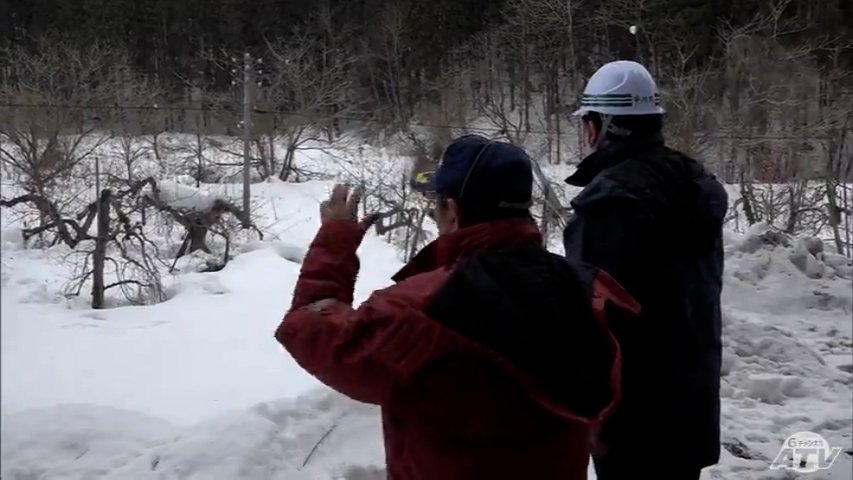 今冬の大雪で約3割のリンゴの木で枝折れ確認の園地　青森県平川市・工藤貴弘 市長が視察　農家に燃料費支援などを行う意向示す　幹線農道の除雪は今週中に完了の見通し（ＡＴＶ青森テレビ） - Yahoo!ニュース
