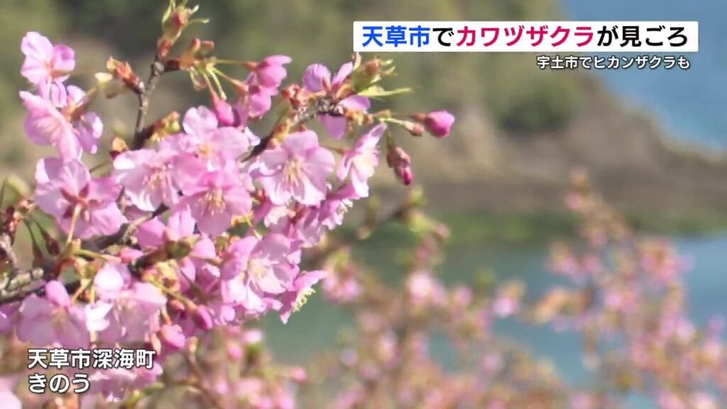早咲きの桜 各地で見ごろ　熊本県天草市「河津桜」宇土市「緋寒桜」（RKK熊本放送） - Yahoo!ニュース