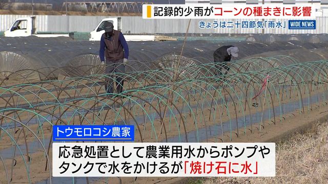 「雨は降ってもらいたい」 トウモロコシ農家が頭抱える 記録的少雨が種まきに影響 山梨・市川三郷町（YBS山梨放送） - Yahoo!ニュース
