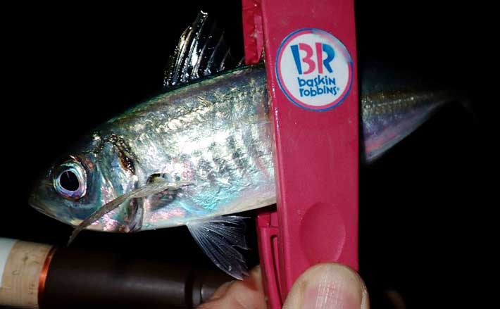 冬のアジングでツ抜け達成も苦戦続き【三重・紀北町】明暗攻略で何とか本命確保 | TSURINEWS 冬のアジングでツ抜け達成も苦戦続き【三重・紀北町】明暗攻略で何とか本命確保