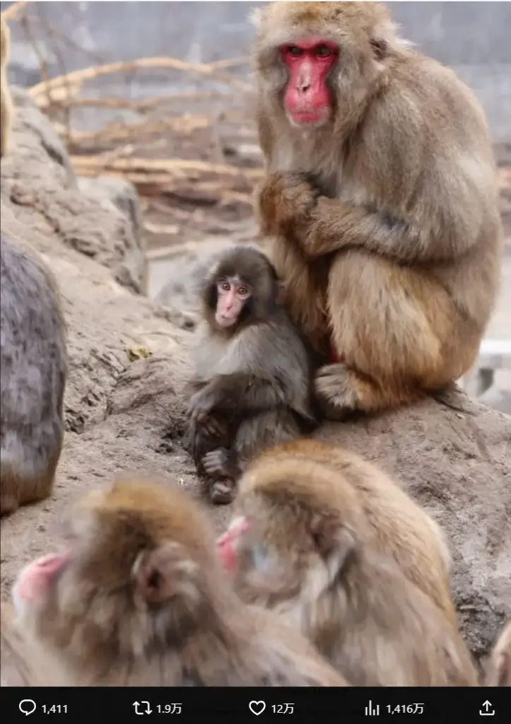 いしかわ動物園　SNSで話題の子ザル・パンチ巡り注意喚起　飼育は市川市動植物園も誤った問い合わせ多数 - スポニチ Sponichi Annex 芸能
