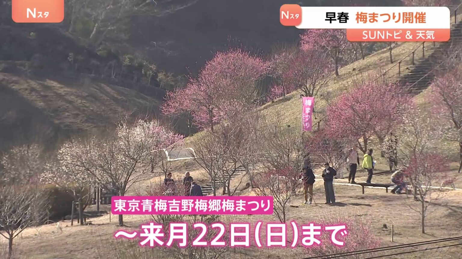 早春 梅まつり開催　梅の里再植樹から10年、日本一の梅の里を襲った悲劇　東京・青梅市【SUNトピ】（TBS NEWS DIG Powered by JNN）