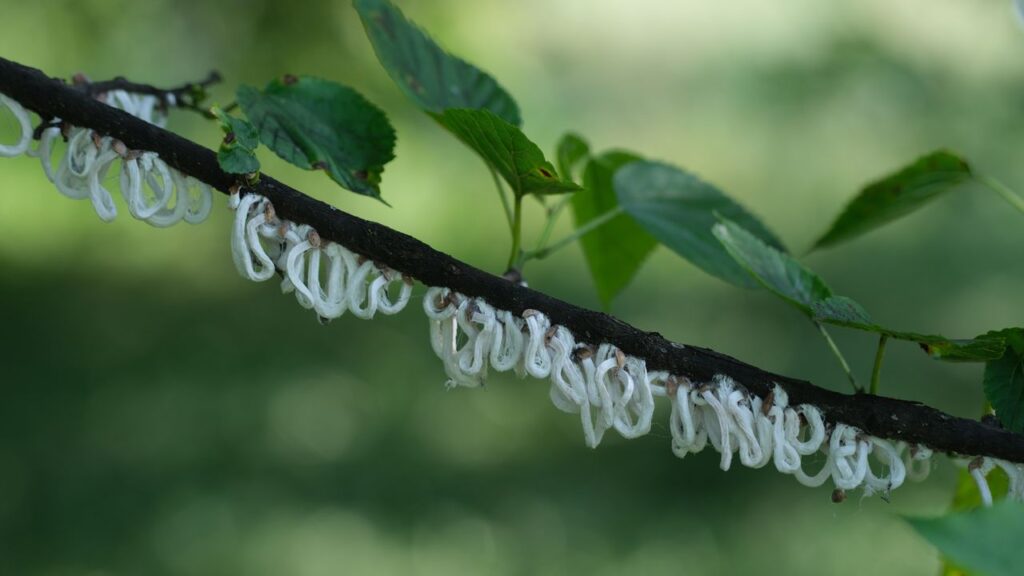 「ヒモワタカイガラムシ」が北イタリアの木々を白い輪で覆う | WIRED.jp