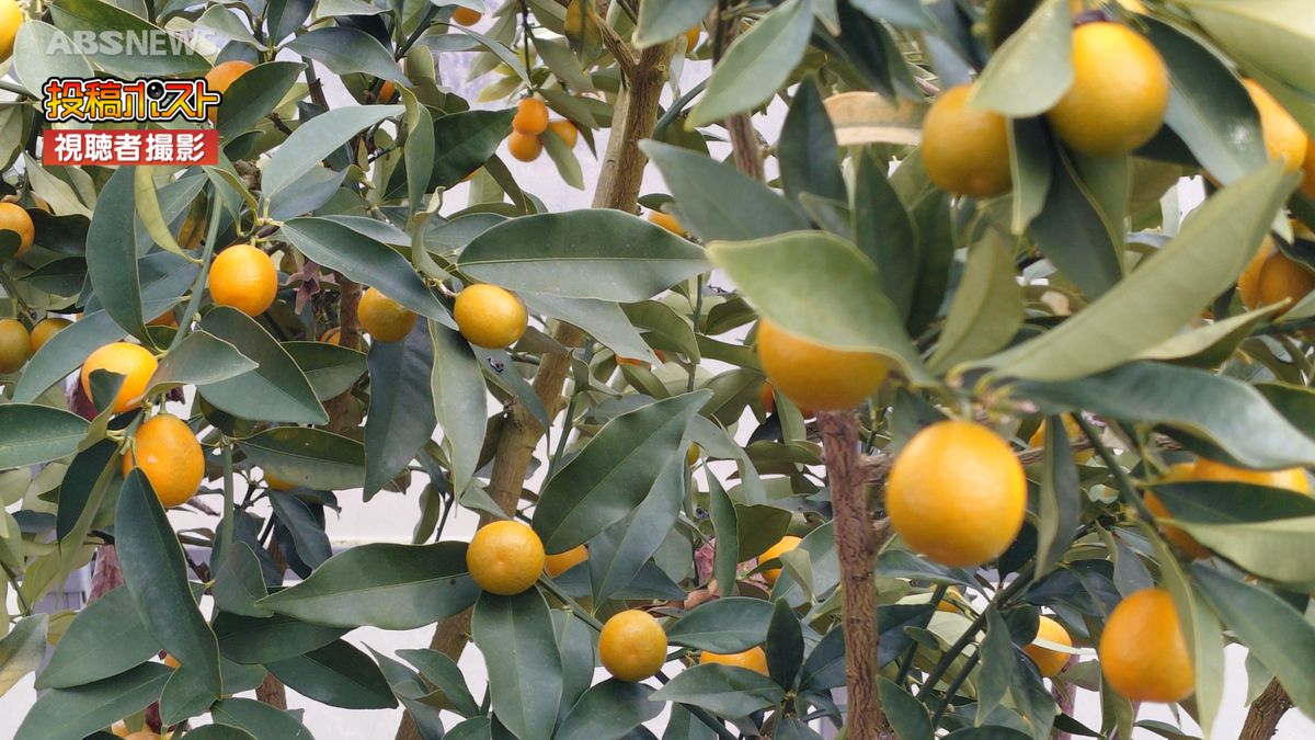 【視聴者投稿】秋田市の農業用ハウスでキンカンの実がたわわに　収穫は3月中旬ごろまで　生食や甘露煮で楽しむ　秋田