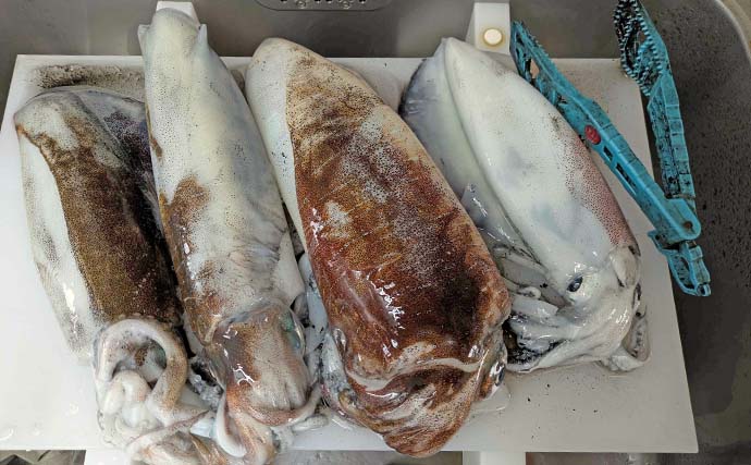 ティップランで1.4kg頭にアオリイカ船中9匹キャッチ【三重】ヒットカラー見極めが釣果に繋がる