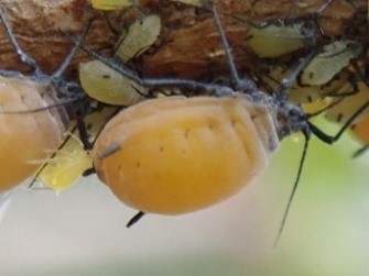 子を産むキスゲフクレアブラムシの画像