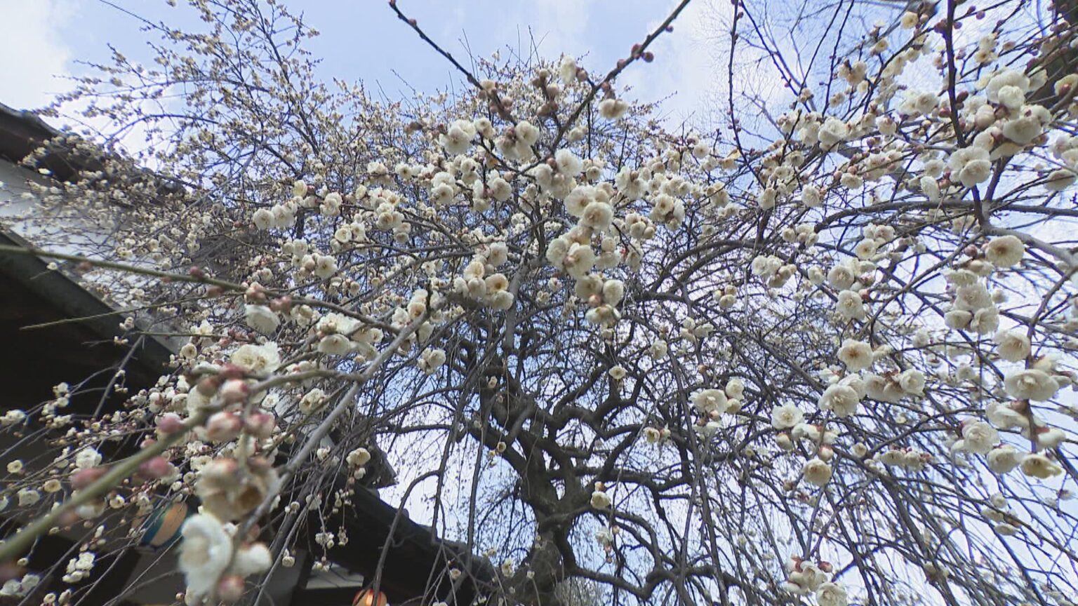 空から降り注ぐよう…「しだれ梅」が早くも見頃　2026年は寒暖差が激しく1月下旬から咲き始める　香川・綾川町 | KSBニュース | KSB瀬戸内海放送