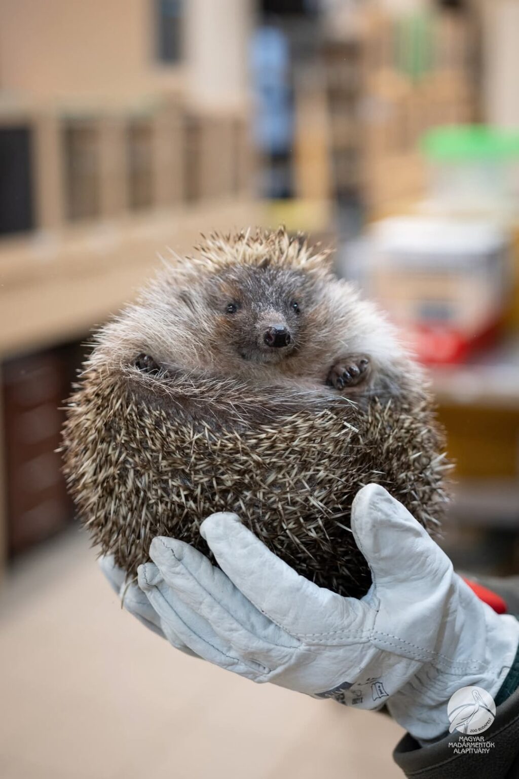 地獄への道も善意で舗装されている：ハンガリー鳥類保護財団の保護センターに体重1.5キロのハリネズミが運ばれた
