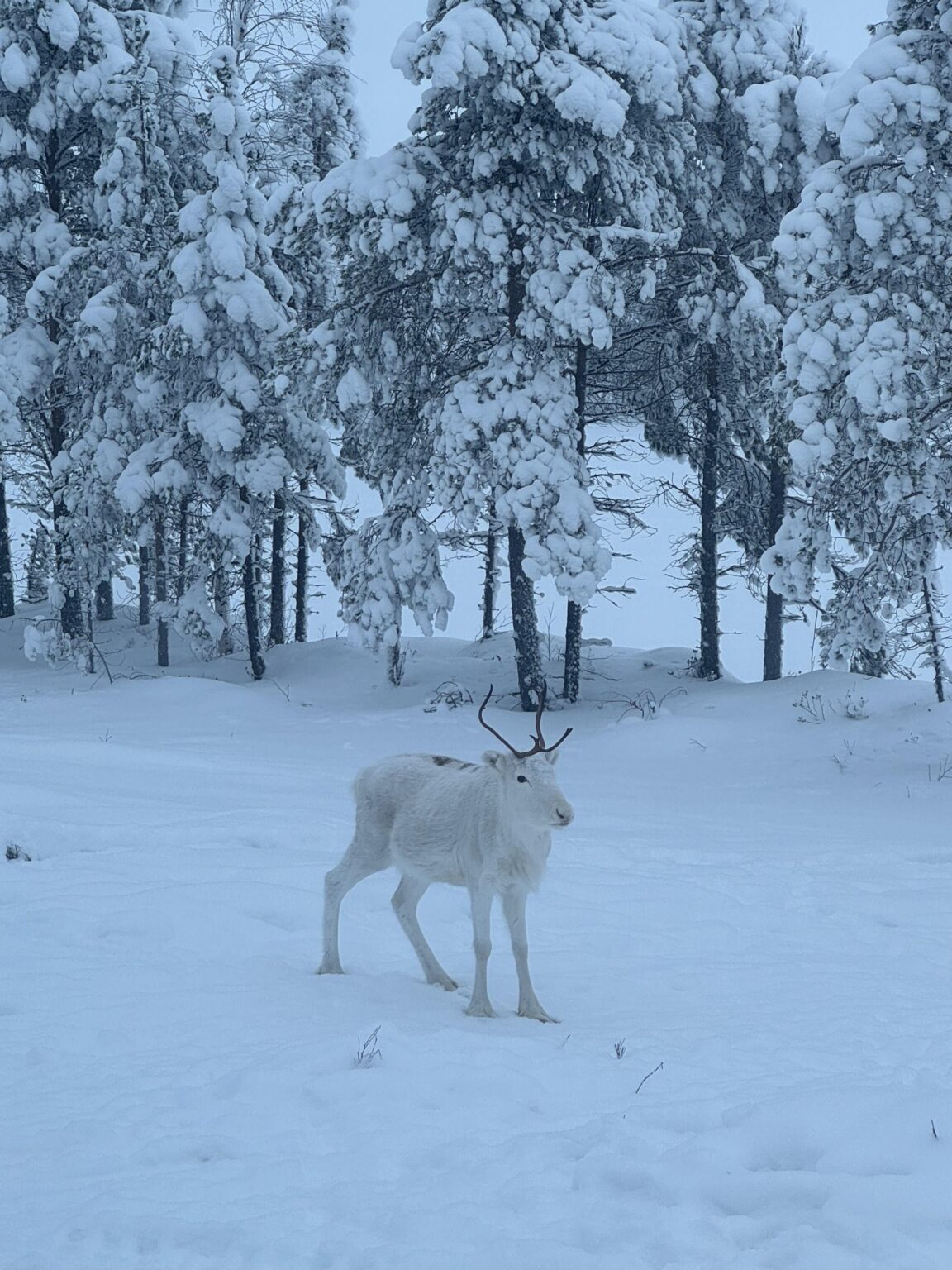 白いトナカイ