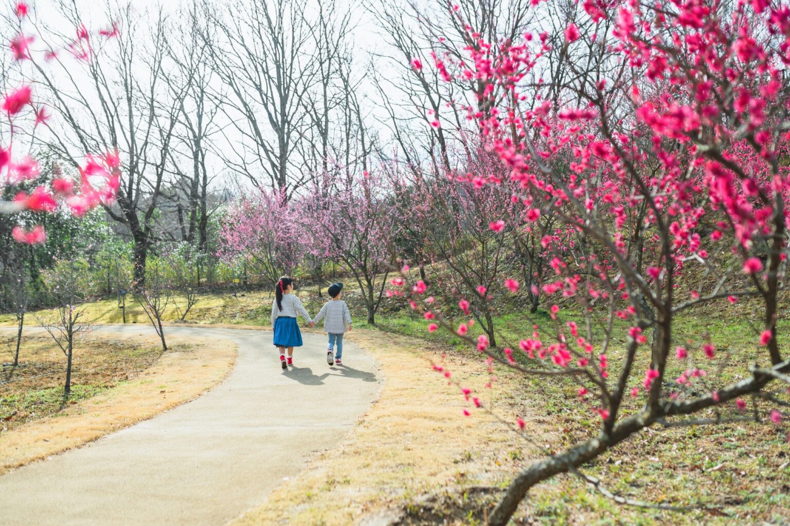 【香川県】一足お先に春気分！甘い香りに包まれる「早春フェスタ」が国営讃岐まんのう公園で開催！黄金のロウバイや2万本の水仙が見ごろに - ラブすぽ