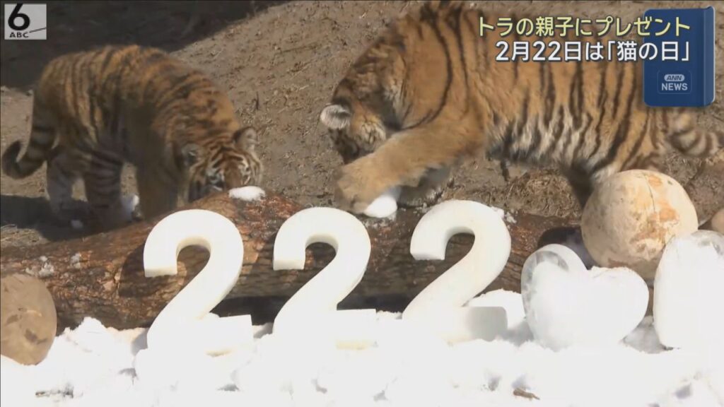 あす２月２２日は「猫の日」　アムールトラの親子にプレゼント　和歌山・白浜町のアドベンチャーワールド