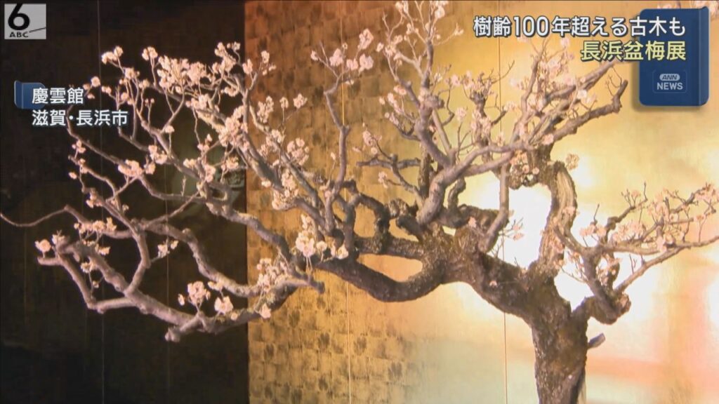 樹齢１００年超える古木も　「長浜盆梅展」開催中　滋賀
