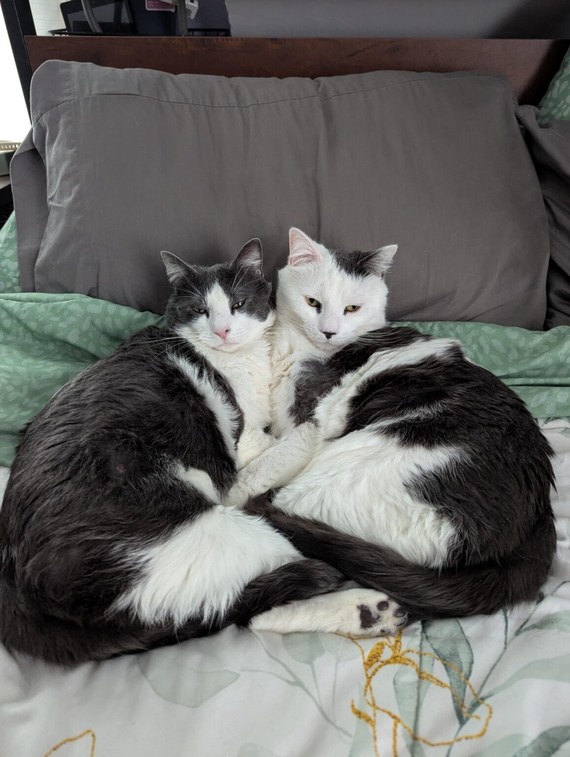 にゃーんちゃん