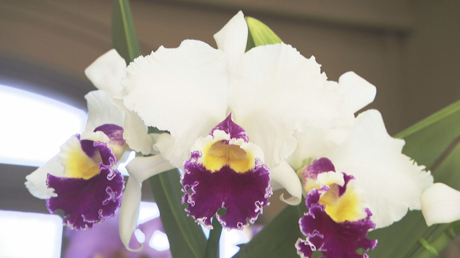 レオマリゾートで「ランの女王」カトレア展　華やかな姿と香りを楽しんだら「蘭カフェ」でティーセットも　香川・丸亀市 | KSBニュース | KSB瀬戸内海放送