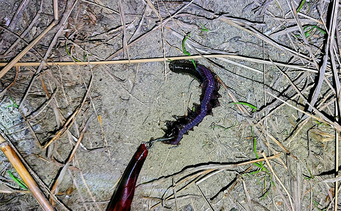 待望のバチ抜けがスタートも釣れない謎【千葉・養老川】時合いも短時間で終了