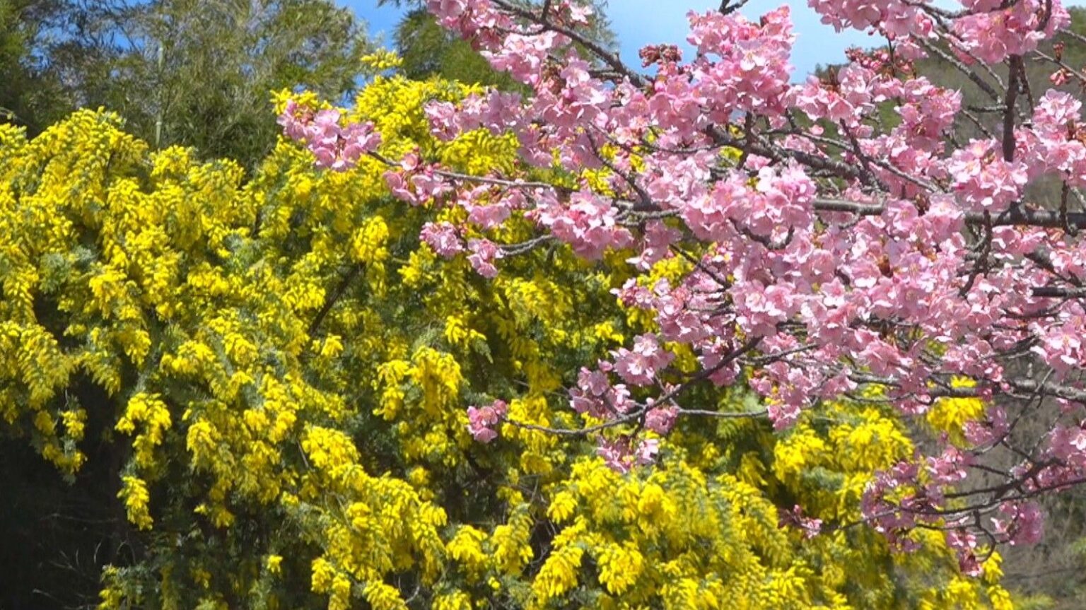 一足早い春の便り　河津桜とミモザが見頃に　3月中旬ごろまで一般公開　香川・小豆島 | KSBニュース | KSB瀬戸内海放送