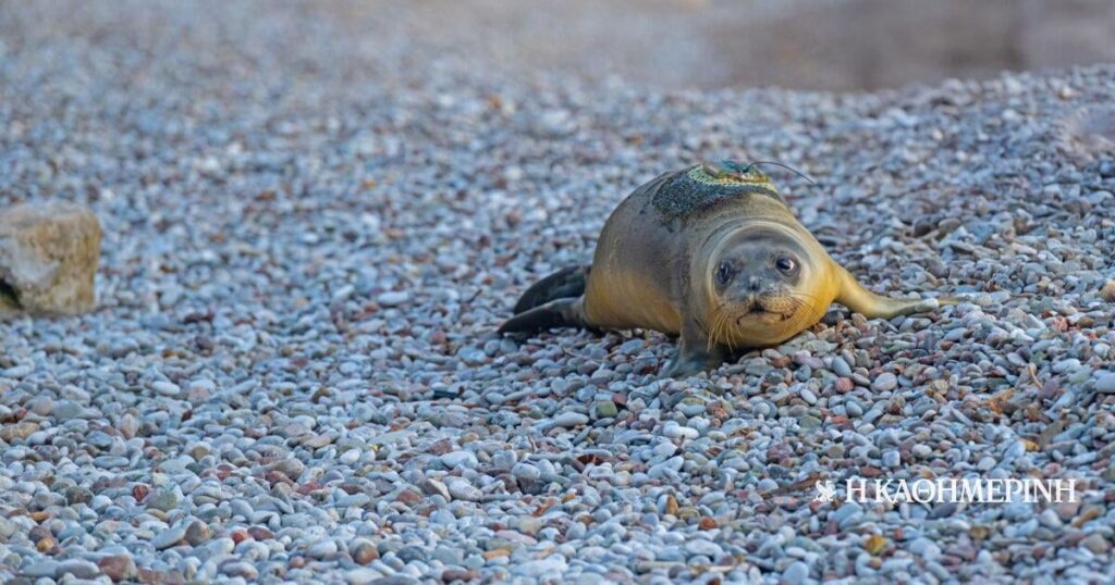 地中海アザラシの誕生の記録がスポラデス諸島で記録された