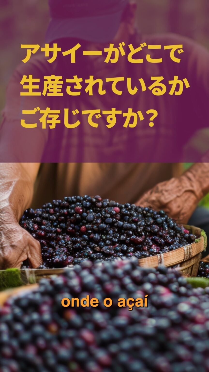 アサイーがどこで生産されているかご存じですか？
実は、世界のアサイー生産量の9割以上をブラジルが占めています。 ブラジル国内のアマゾン地域を中心に生産されているアサイーは、主に水に浸かりやすい土地や森林地帯で育てられ、暑くて湿度の高い地域の気候に合った作物です。 こうした環境の中で、アサイーは、ほかの植物や木を同じ土地で計画的かつ持続可能な形で育てる、環境に配慮した「アグロフォレストリーシステム」と呼ばれる方法で栽培されています。 この方法はアマゾン地域で広く使われており、土壌や生物多様性を守りながら、収益を生み出し、森林の保全にもつながっています。 ブラジルは、世界のアサイー生産と輸出において圧倒的なシェアを誇っており、世界全体の供給量のおよそ9割を担っています。その中心はアマゾン地域にあり、特にパラー州が主要な生産地となっています。さらに、アマゾナス州やアマパー州など、北部のほかの州も生産に貢献しています。
近年、世界的にアサイーの人気が高まる中、2025年には日本が、ブラジル産アサイーの主要な輸入国として第3位となりました。アメリカとイギリスに次ぐ規模で、オーストラリアやオランダを上回っています。 #ブラジルアサイー #ブラジルの果実 #アサイー #アサイースーパーフード #アマゾンのアサイー .
Você sabe onde o açaí é produzido? Sabia que mais de 90% da produção mundial do açaí vem do Brasil?
A produção de açaí concentra-se majoritariamente na região amazônica, sobretudo no Brasil. O fruto é cultivado principalmente em áreas de várzea e florestas alagadas, adaptando-se bem ao clima quente e úmido da região. O cultivo de açaí é conduzido com um sistema chamado "sistema agroflorestal (SAF)", um modelo de produção que integra cultivos agrícolas e árvores na mesma área, de forma planejada e sustentável. Na Amazônia, esse sistema é amplamente utilizado no cultivo de açaí, pois contribui para a conservação do solo e da biodiversidade, ao mesmo tempo em que gera renda e preserva a floresta.
O Brasil concentra, de forma amplamente dominante, a produção e a exportação mundial de açaí, respondendo por aproximadamente 90% da oferta global, com base produtiva fortemente ancorada na região amazônica, em especial no estado do Pará. Outros estados da região Norte, como Amazonas e Amapá, também contribuem para a produção.
Com a crescente popularidade do açaí em todo o mundo nos últimos anos, o Japão consolidou-se como o terceiro principal destino das exportações brasileiras desse produto em 2025. O país asiático ficou atrás apenas dos Estados Unidos e do Reino Unido e à frente de Austrália) e Países Baixos. #açaíbrasil #açaíbrasileiro #frutasbrasileiras #açaí #açaísuperfood #açaídaamazônia | 駐日ブラジル大使館