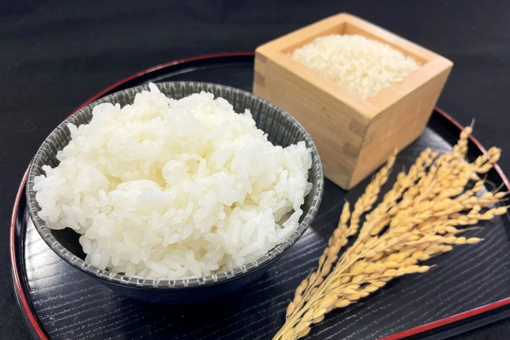 琵琶湖の環境保全と食味の両立をコンセプトに開発された近江米‟きらみずき“。大粒でしっかりとした食感を持ちながら、噛むほどにもちもちとした瑞々しい甘さが広がる。化学肥料や農薬の使用を抑えた厳格な基準で栽培され、近年の気候変動に対応する高温登熟性にも優れる。食味評価ではコシヒカリ同等以上とされている