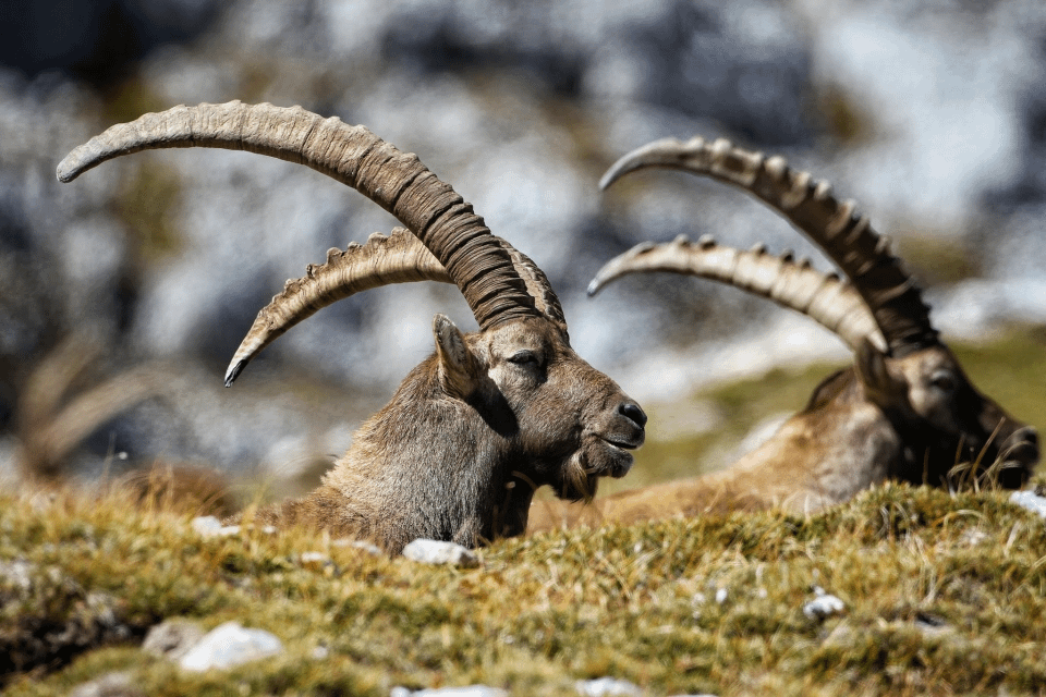 山羊座の守護についてはどう思いますか？