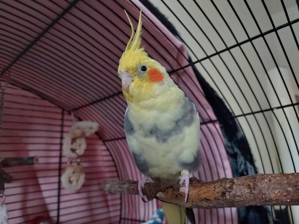 鳥をどこに住まわせることができますか?