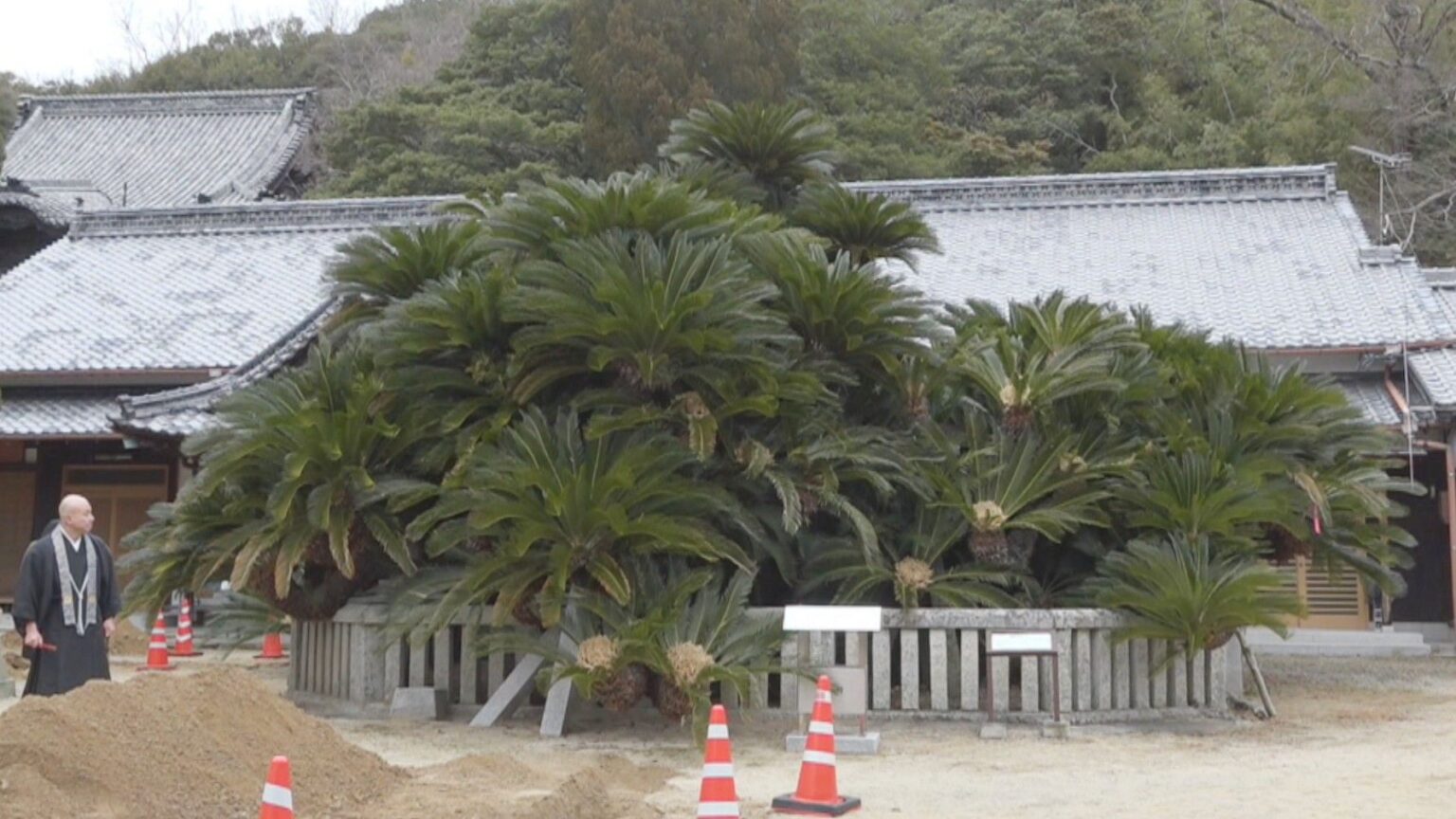 樹木医「元気があり過ぎる」国の天然記念物ソテツを調査　地元住民も見学　香川・小豆島町 | KSBニュース | KSB瀬戸内海放送