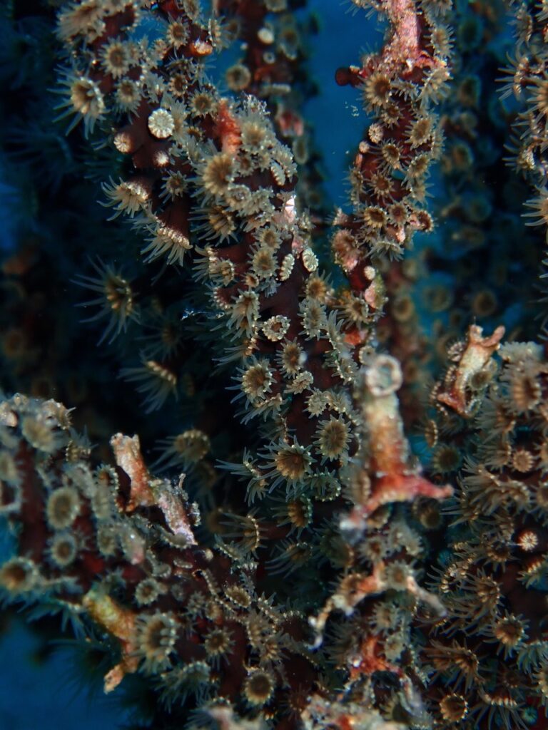 沖縄を起点とした国際共同研究 〜インド太平洋から大西洋まで 汎世界的分布の実態を明らかに〜 | 琉球大学